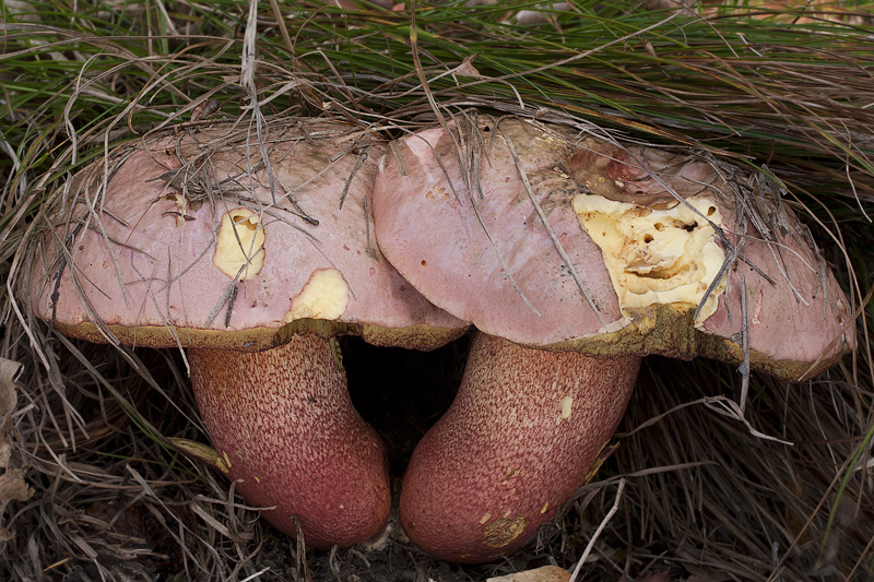 Boletus rhodoxanthus